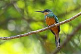 Rufous-tailed Jacamar